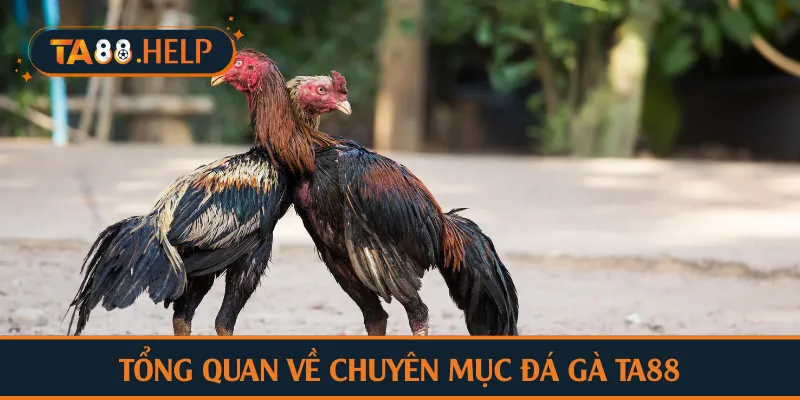 Tổng quan về chuyên mục đá gà TA88