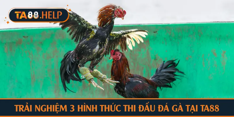Trải nghiệm 3 hình thức thi đấu đá gà tại TA88